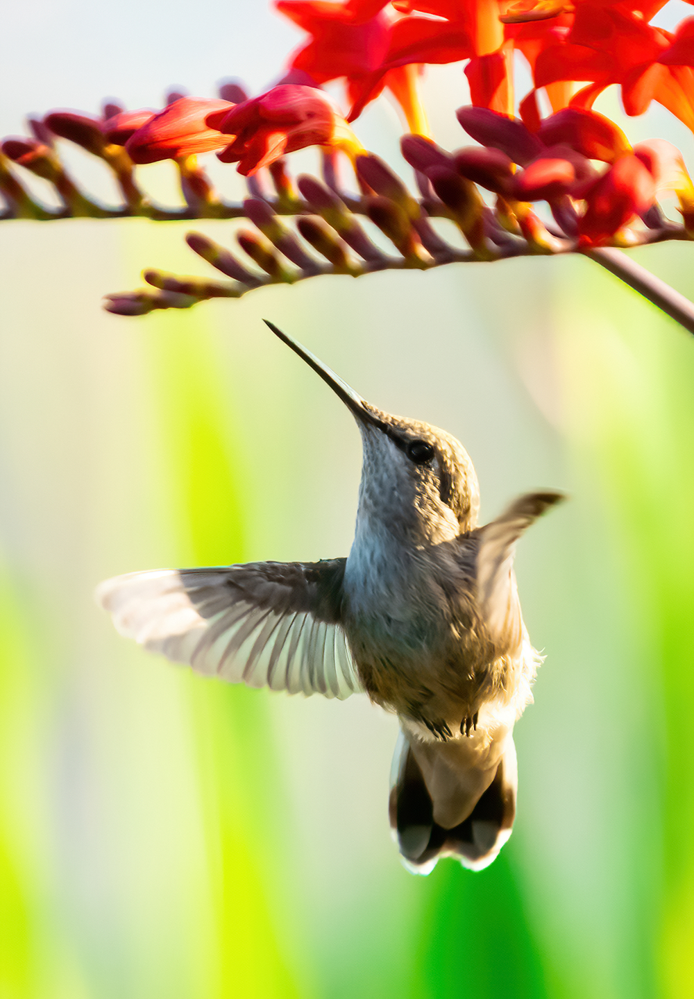 Washington Coast Humming Bird 05